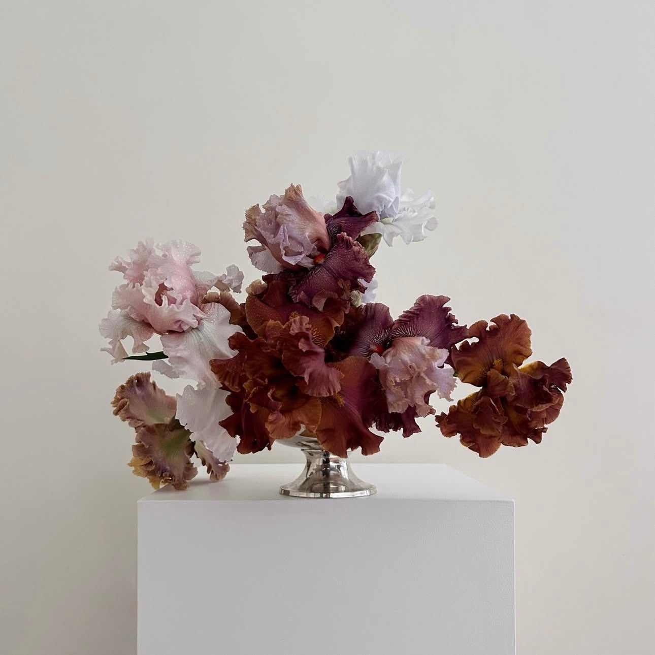 Photographie encadrée Iris barbu II – 40 × 40 cm — Joruniq