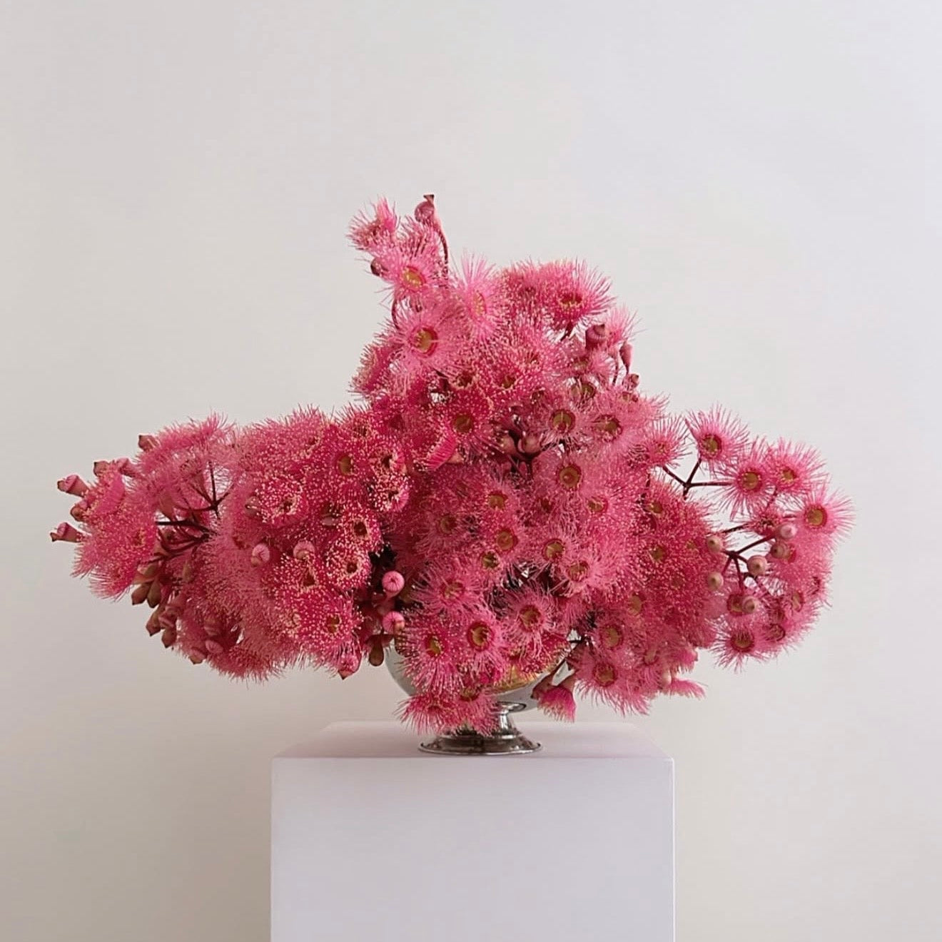 Photographie encadrée Fleurs d’eucalyptus – 40 × 40 cm — Joruniq