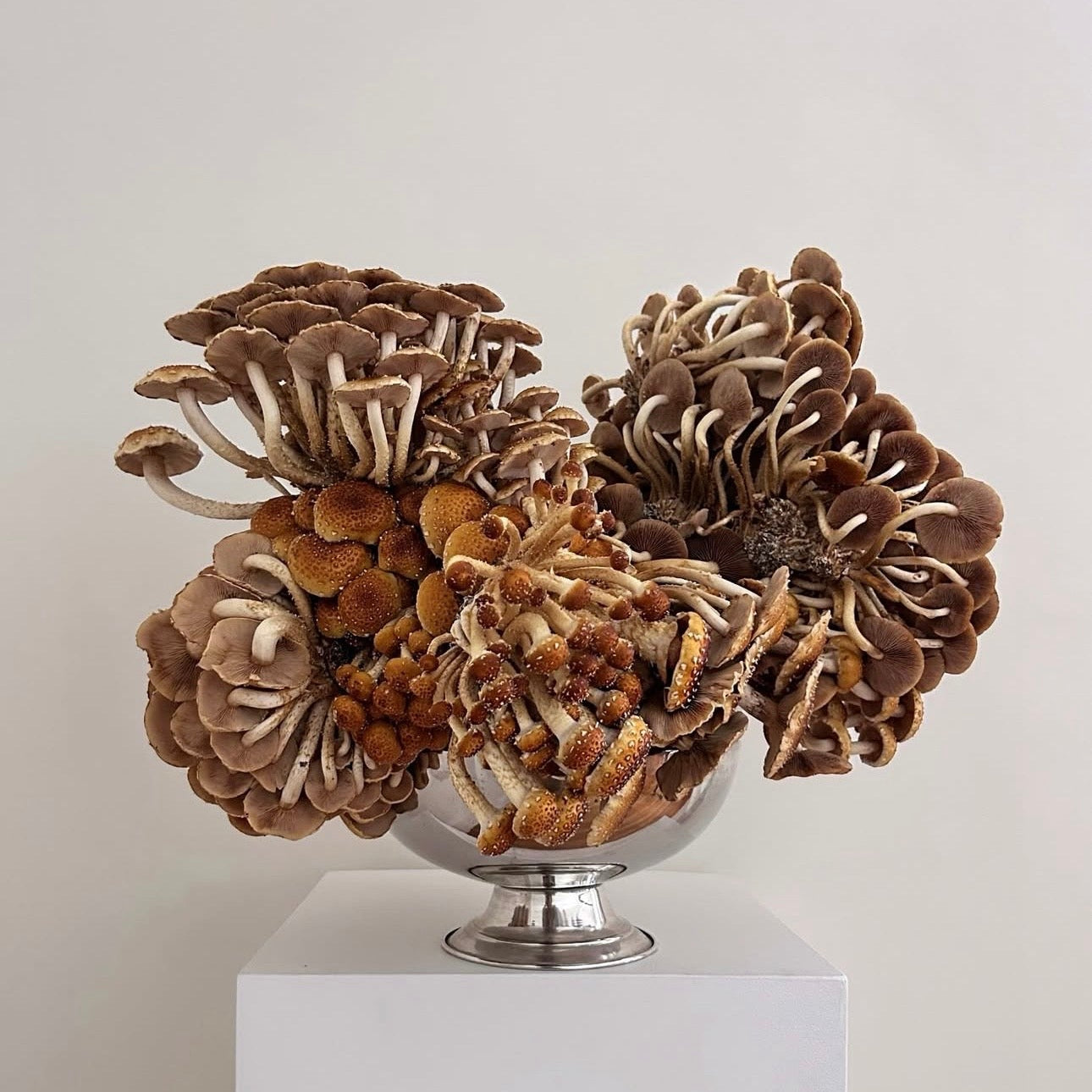 Photographie encadrée Champignons – 40 × 40 cm — Joruniq