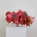 Photographie encadrée Waratah – 40 × 40 cm — Joruniq