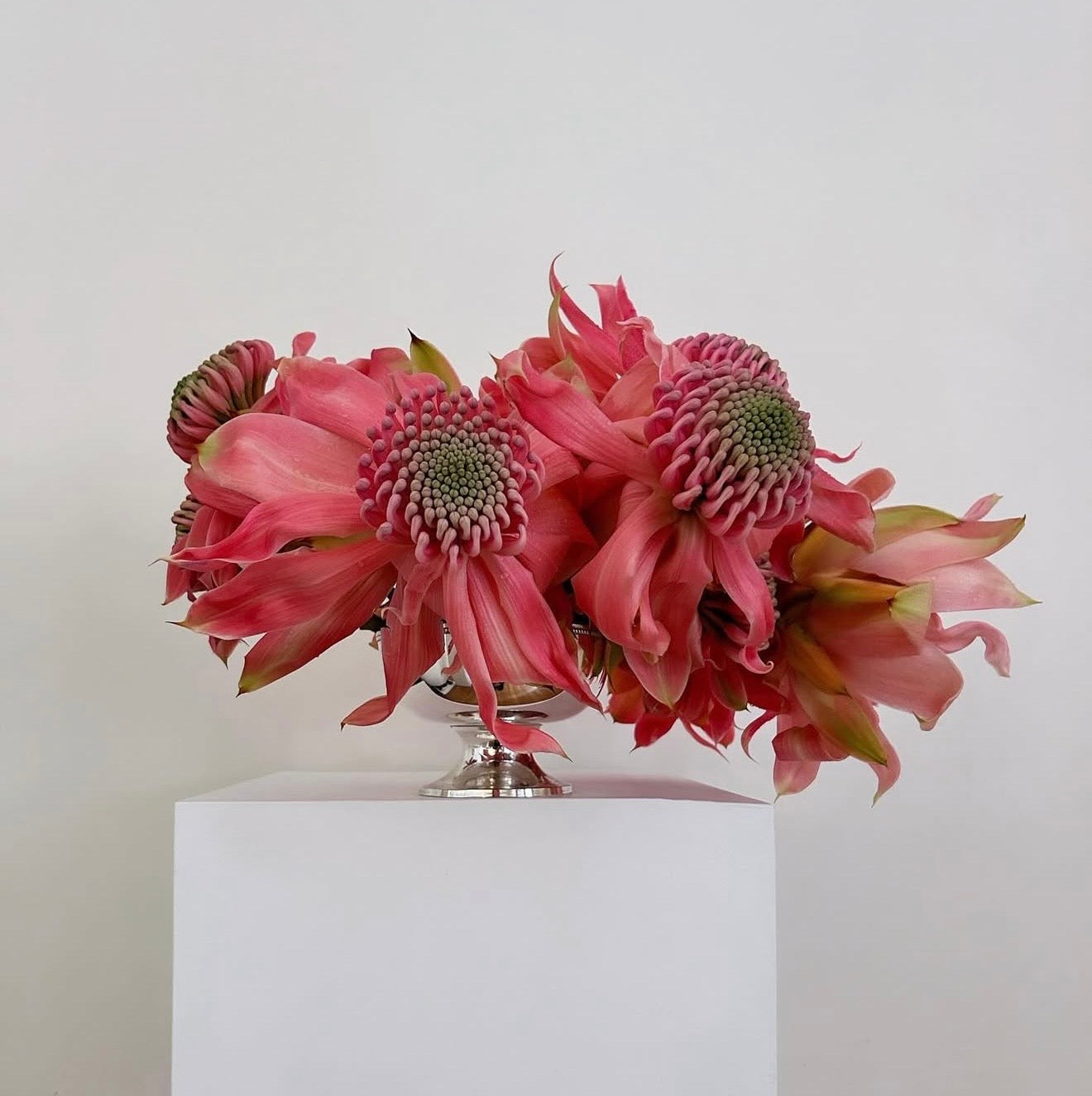 Photographie encadrée Waratah – 40 × 40 cm — Joruniq