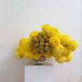 Photographie encadrée Pompon jaune – 40 × 40 cm — Joruniq
